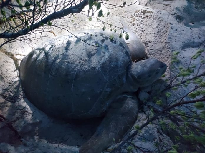 ¡Puerto Morelos ha protegido 950 nidos de tortuga marina en dos meses! 3