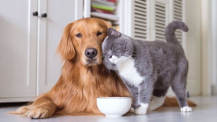PERROS Y GATOS VACUNAS CONTRA RABIA Ya está lista la próxima campaña de vacunación antirrábica en Solidaridad, por lo que puedes agendar la fecha que más te convenga para llevar a tu mascota como un dueño responsable, a cualquiera de los módulos que más te convenga en Playa del Carmen o Puerto Aventuras.