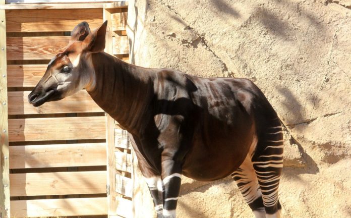 Video: Zoológico de Londres festeja nacimiento de un okapi, pariente de ...