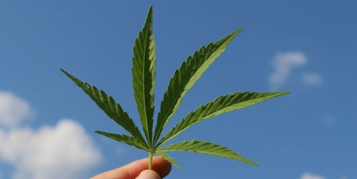 Foto: (El Confidencial) El Senado se encamina a aprobar el próximo miércoles que cada ciudadano pueda portar hasta 200 gramos de mariguana. Foto: (El Confidencial) El Senado se encamina a aprobar el próximo miércoles que cada ciudadano pueda portar hasta 200 gramos de mariguana.