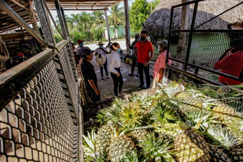 Más caminos saca cosecha para campesinos en Bacalar: Chepe - Quinta Fuerza