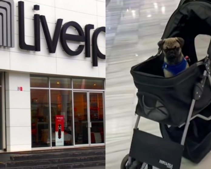 Liverpool Playa del Carmen es la onda te presta carriolas para que tus perrhijos entren a la