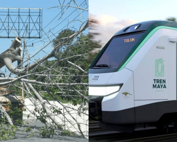 TREN MAYA EN PLAYA DEL CARMEN: Fonatur tiene 500 millones de arbolitos ...