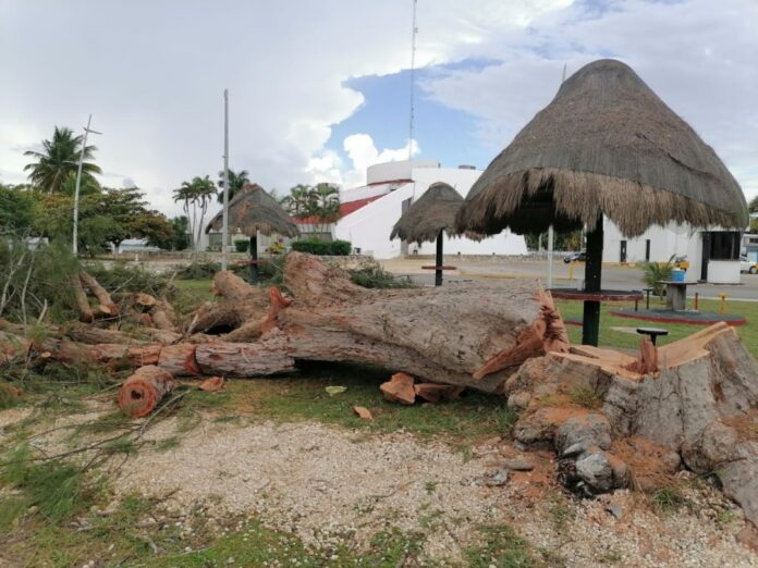 derriban arboles en Chetumal 1 Decenas de árboles en buen estado fueron derribados en la capital del estado. Se había dicho antes que serían reubicados. Foto: SIM