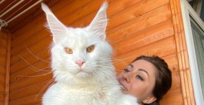 gato gigante Un gato gigante se ha viralizado en internet; el felino mide más de 1.5 metros y pesa más de 12 kilogramos. Su dueña habla de él. Foto: Instagram