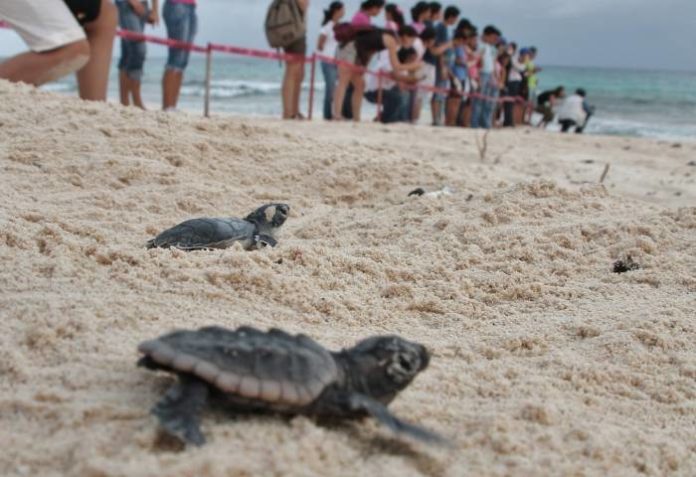 nidos de tortugas