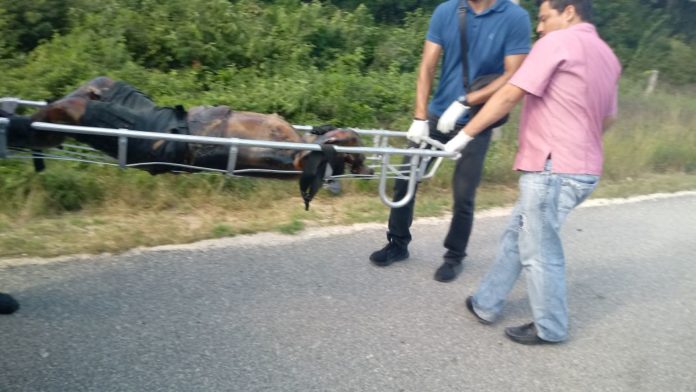 Cuerpo Punta Venado 27112017