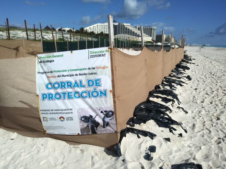 Mata ruido a más tortugas en Playa Delfines