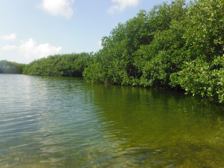 Dan a Conafor predio en la Laguna de Nichupté para actividades de investigación y administración de embarcaciones