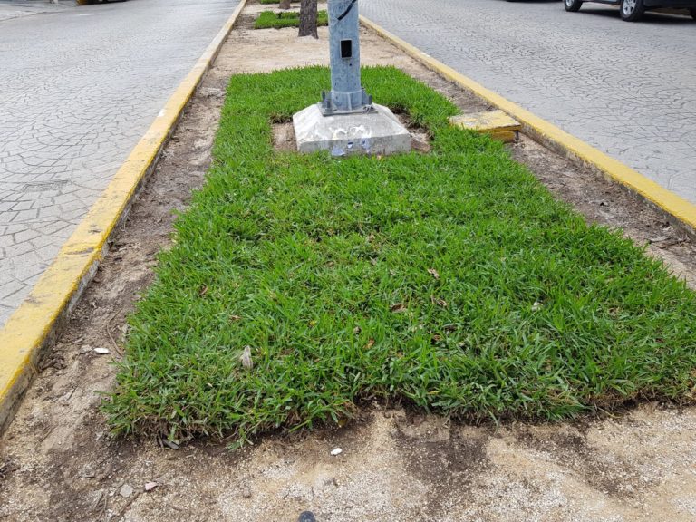 Ante críticas, Remberto manda a quitar pasto sintético de camellones