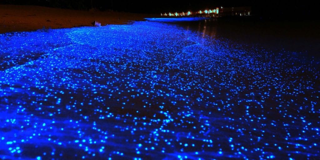 Bioluminiscencia en Holbox.