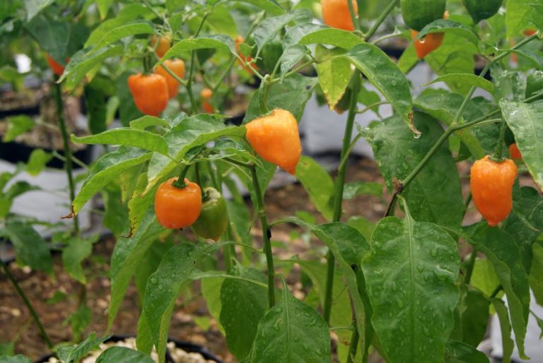 Interés foráneo en tierras de cultivo quintanarroenses