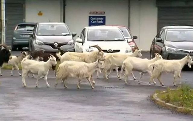 cabras salvajes