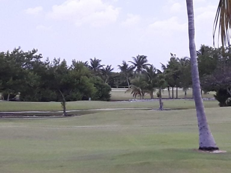 Hallan cadáver devorado por cocodrilos junto al Iberostar