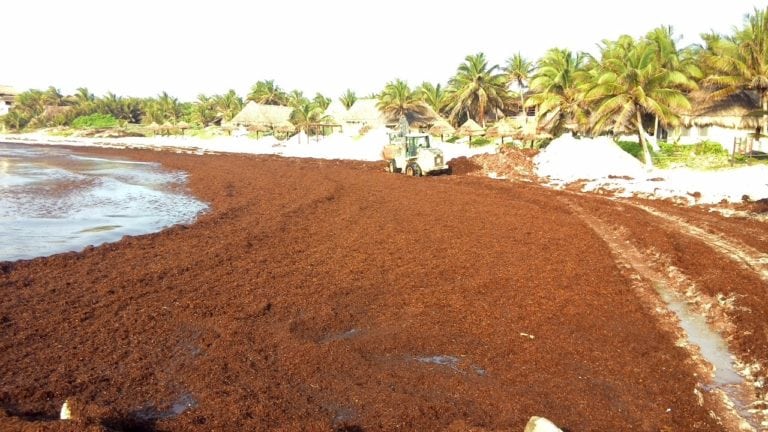 Nunca es tarde para buscar ayuda por sargazo: experto