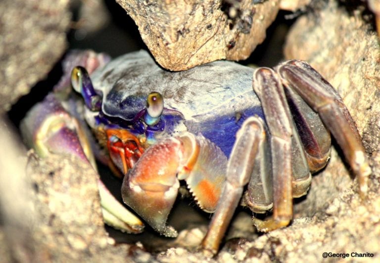 Vigilarán la migración masiva del cangrejo azul