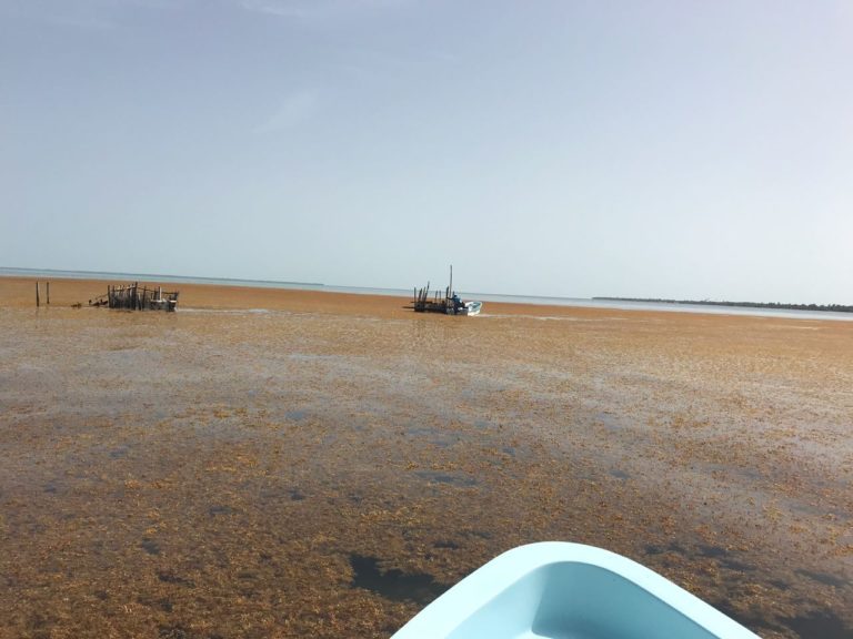 Sargazo debe recolectarse mar adentro: Luis Alegre