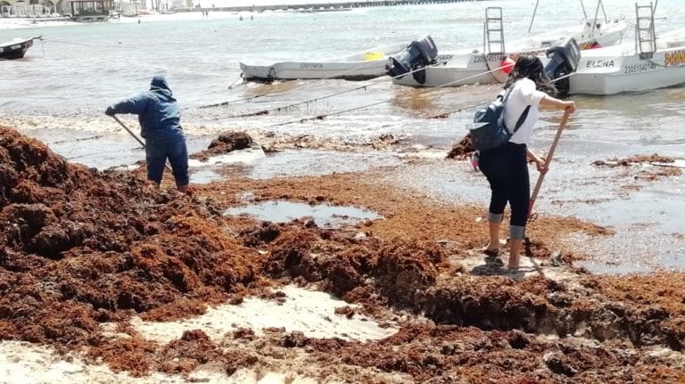Recolectar el sargazo sin protección es dañino para la salud
