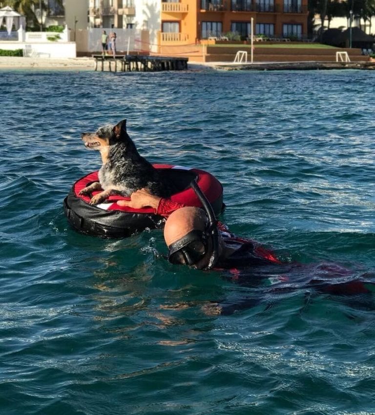 La perrita Lyuba y su dueño cruzan de Cancún a Isla Mujeres para recaudar fondos