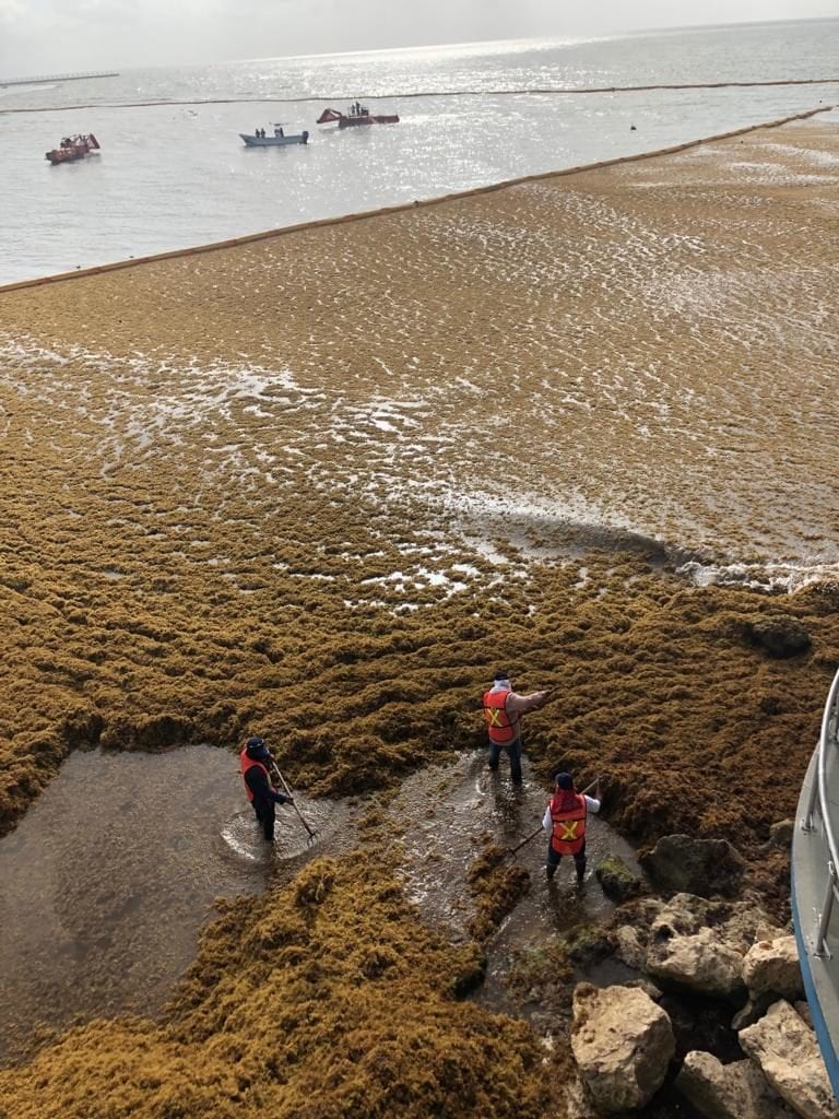 Asistirán 12 países a cumbre antisargazo