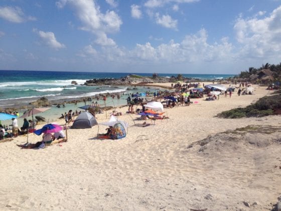 Más de 500 nidos de tortugas marinas se han registrado en lo que va de poco más de un mes que inicio la temporada de anidación en las costas de Cozumel, hasta el momento los quelonios no han encontrado mayores problemas para hacer sus nidos y depositar sus huevos en las playas debido a que la presencia del sargazo es mínimo; sin embargo, si se ha detectado presencia de perros ferales y gente que acude a las playas los fines de semana que quitan las estacas de marcación.