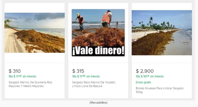 Sargazo se vende por kilo o al mayoreo por internet