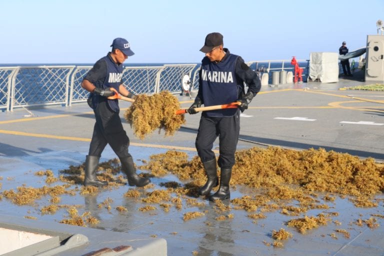 Galería: Así recoge la Marina el sargazo en Quintana Roo