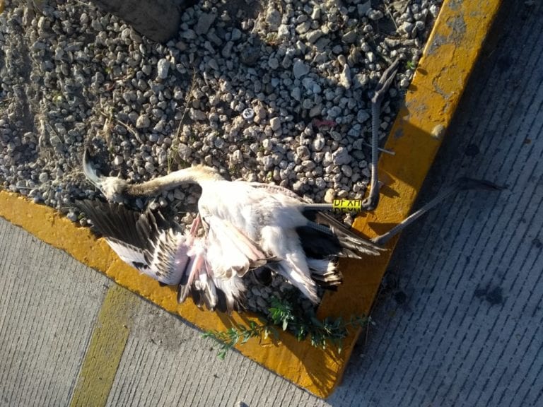 Hallan flamenco muerto en estacionamiento de Soriana en Progreso, Yucatán Hallan flamenco muerto en estacionamiento de Soriana en Progreso, Yucatán