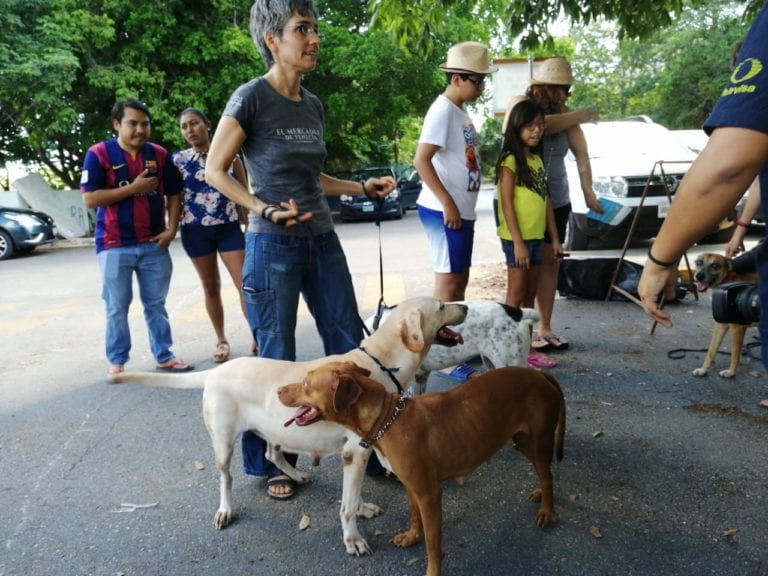Revelan que el 90% de perros callejeros de Cancún, tuvo alguna vez una familia