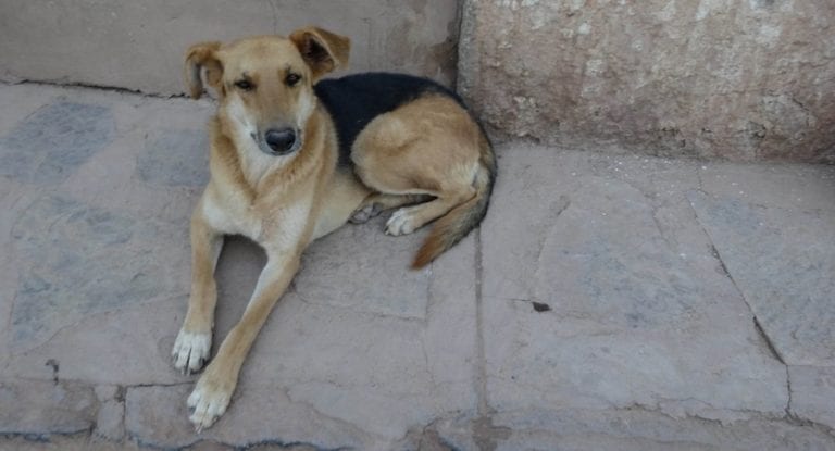 Firman en Quintana Roo convenio para certificar al personal contra el maltrato animal