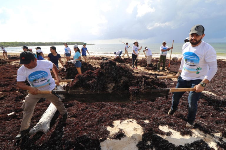 Buscan una Norma Oficial para la industrialización del sargazo