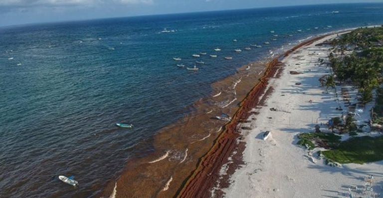 Se suman artistas a acciones contra el sargazo: Caribe solo hay uno