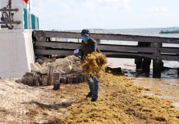 Llega sargazo a Puerto Morelos