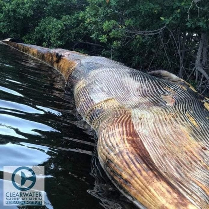 Ballena recala en Belice.