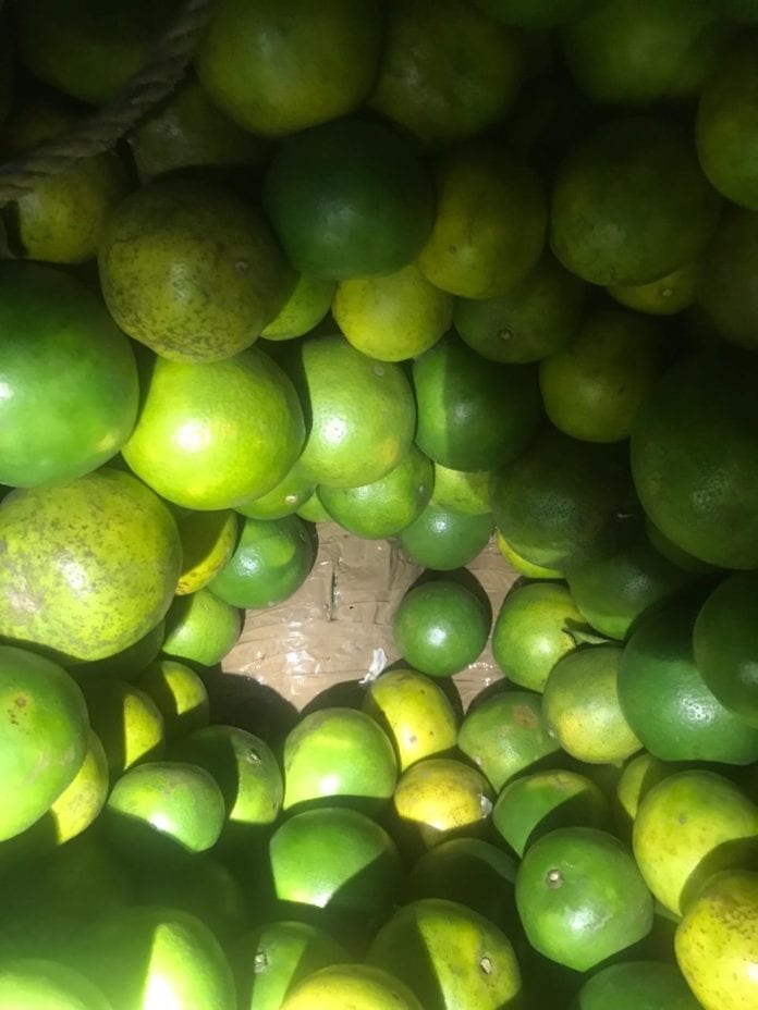 Mota escondida entre naranjas.