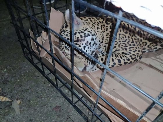 Un jaguar joven fue atropellado en un camino cercano a la población de Obregón Nuevo, de Othón P. Blanco