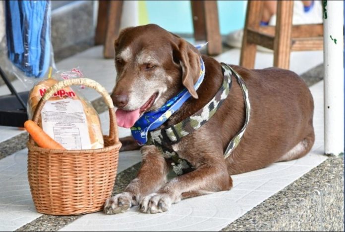 Eros, el perrito que reparte despensas y que fue asaltado