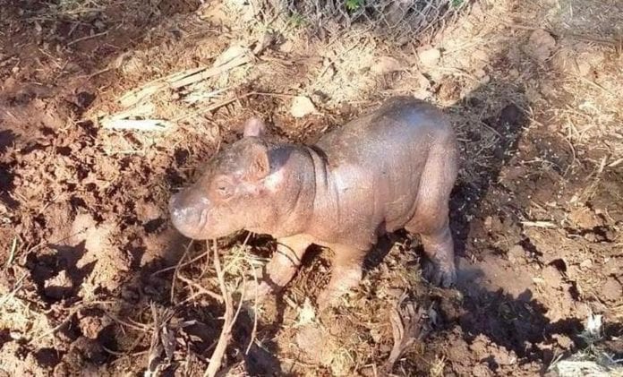 Nace hipopótamo en Zoológico de Yucatán