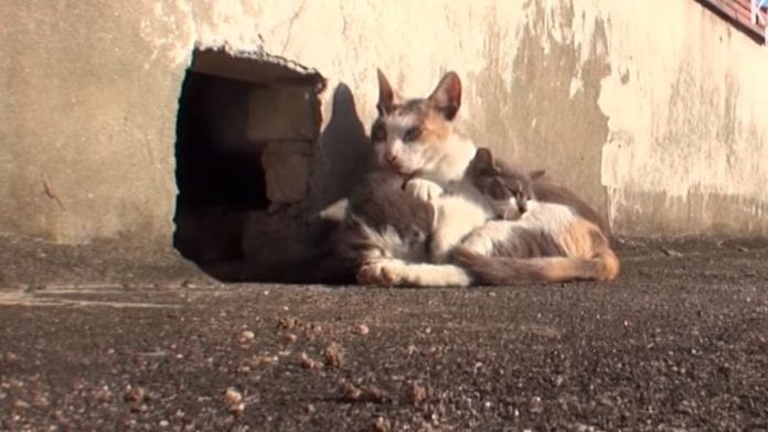 Foto: (Youtube) En las redes sociales un vídeo en el que una gatita se quedó al lado de su cría se hizo viral, a pesar de que tenía las patitas destrozadas. Afortunadamente la historia tiene un gran final feliz.