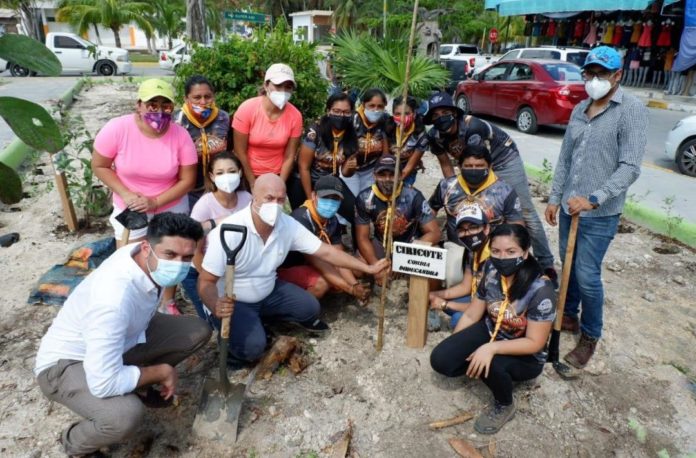 Puerto Morelos ha iniciado con una campaña de reforestación luego del paso de 