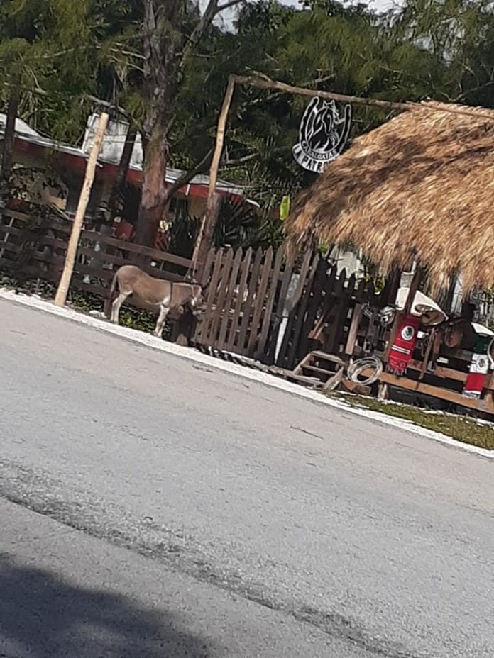 En terribles condiciones tienen a un burrito amarrado en un establecimiento de Cozumel, como ha reportado una usuaria de redes sociales.