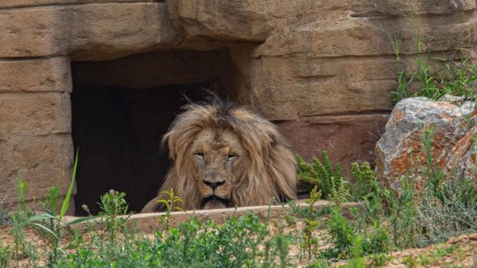 España.-Son cuatro leones los que dieron positivo a Covid-19 en España, específicamente en el zoológico de Barcelona.