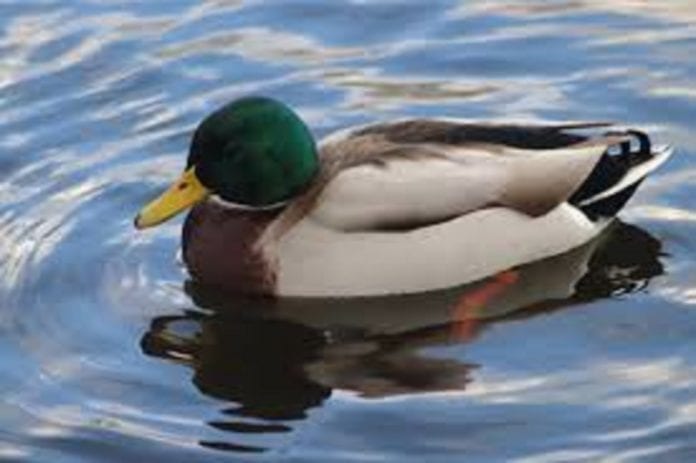 ¡Con los patos no! Hombre se intenta robar un pato del parque