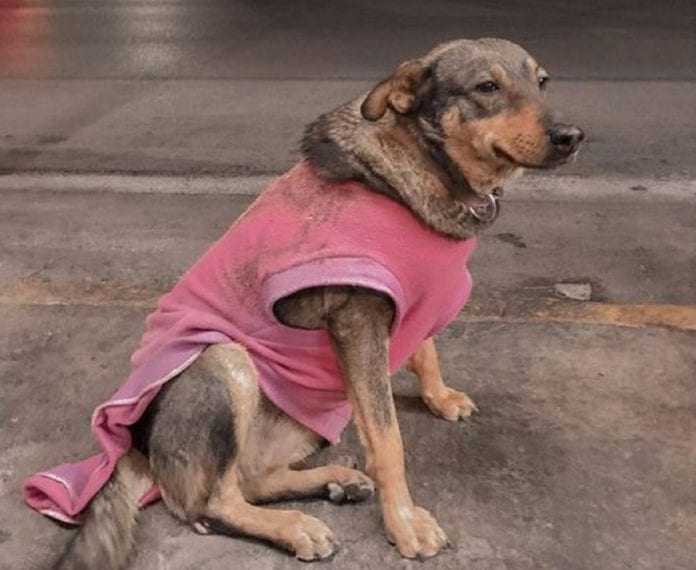 Taquería contrata a la perrita 