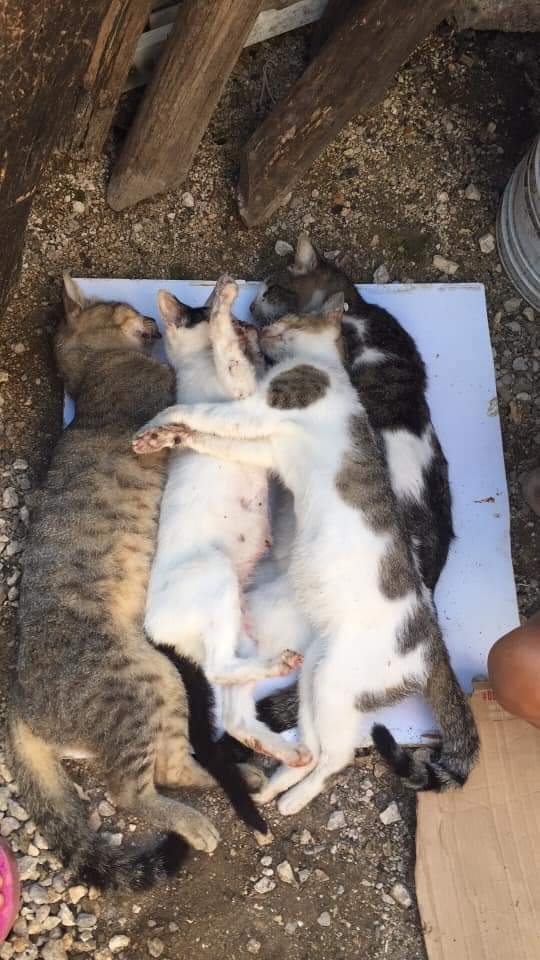 Denuncian envenenamiento de gatos en la colonia Colosio de Playa del Carmen.