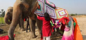 Mujeres de la India tejen “ropa” gigante para proteger del frío a elefantes rescatados