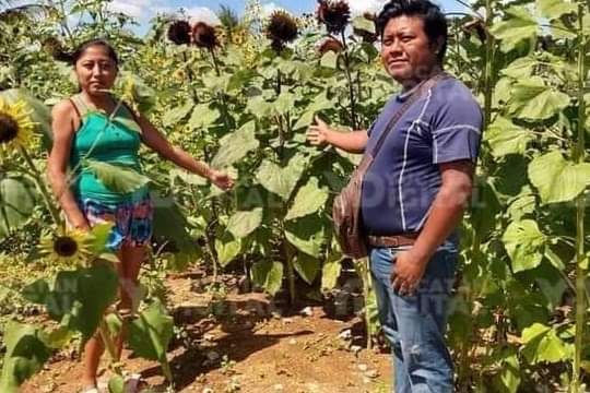 Por una promesa de amor yucateco cultiva girasoles en Tetiz y emprende un parador turístico