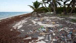 Fotogalería: Comienza la llegada masiva de sargazo a Quintana Roo