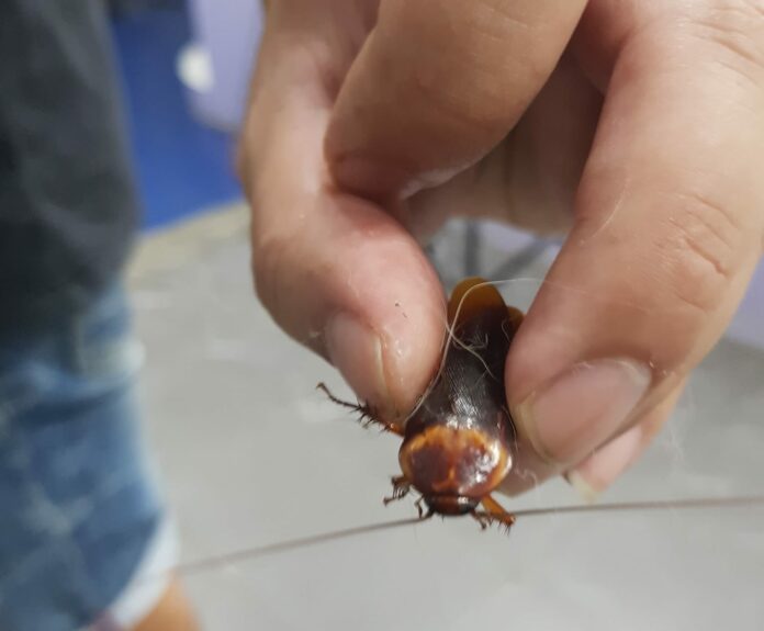 Sujeto lleva a una cucaracha herida al veterinario para que la rescaten