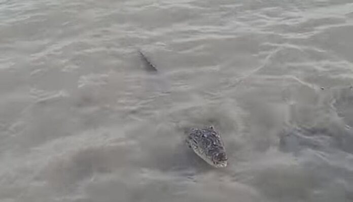 Por un lado del malecón estaba el cocodrilo y en frente, en el muelle un par de pescadores adentro del mar echando sus redes